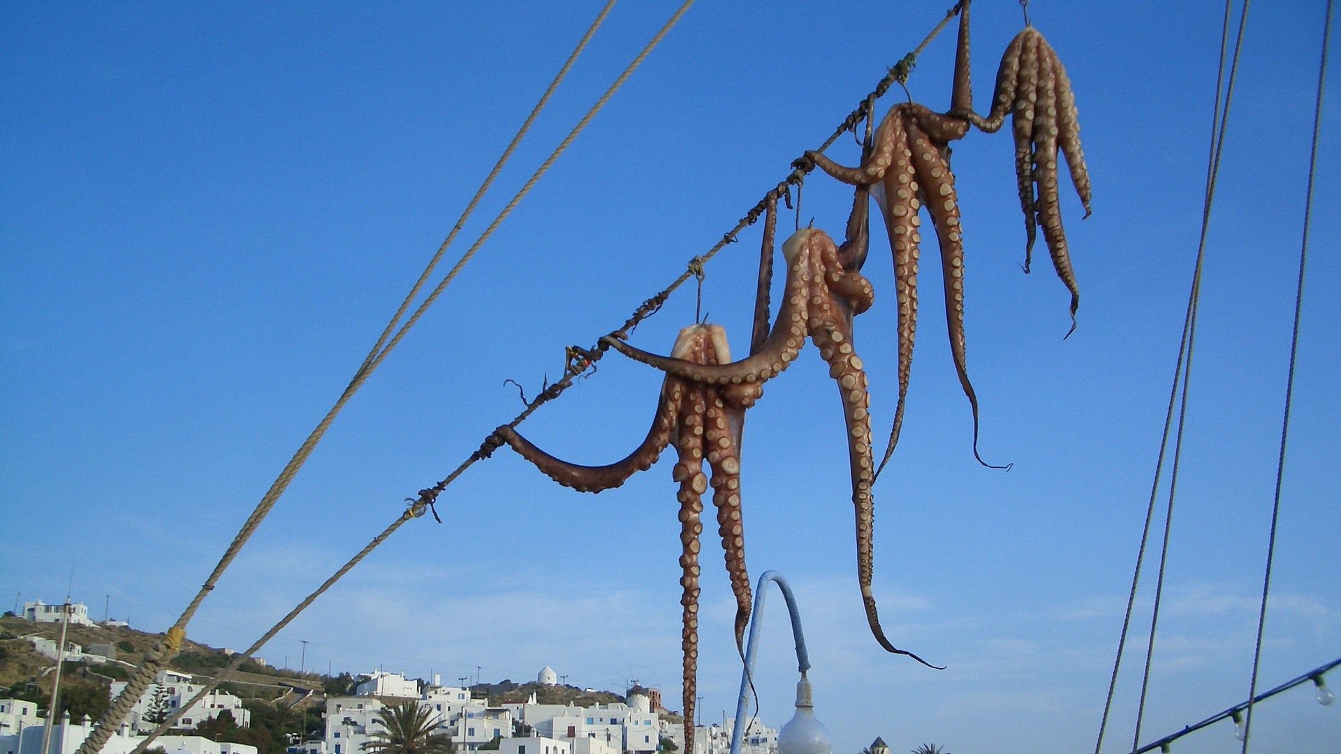 Greek squid drying in the Mykonos sun
